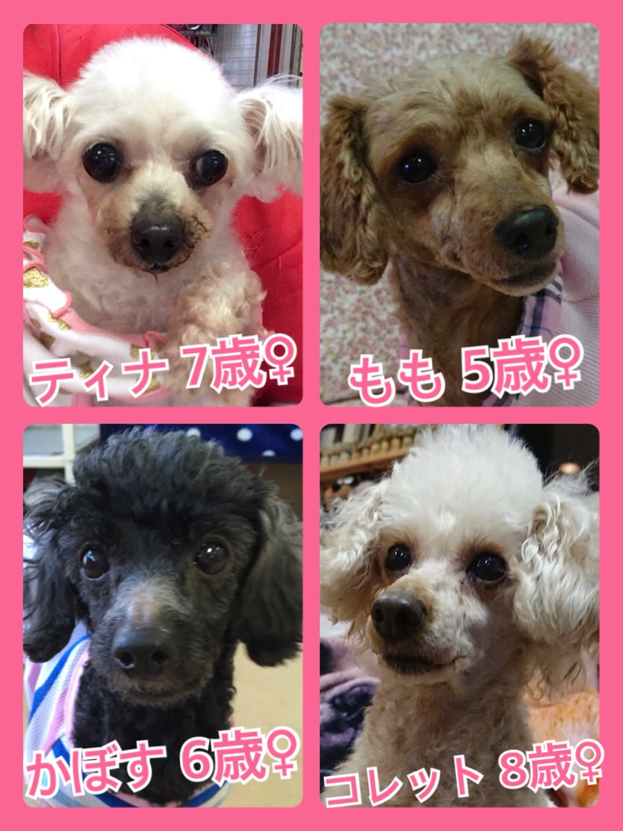 🐾今日の里親様募集中ワンコ🐶メンバーです🐾2019,4,20